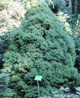 Picea ×albertiana (świerk zachodni)