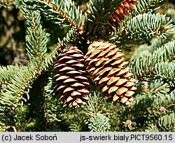 Picea glauca (świerk biały)