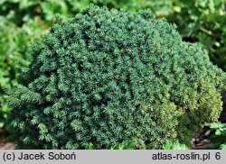 Picea glauca Echiniformis