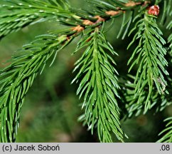 Picea rubens (świerk czerwony)