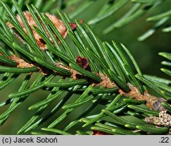 Picea rubens (świerk czerwony)