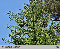 Picea rubens (świerk czerwony)