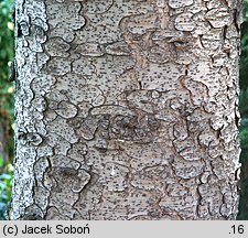 Picea orientalis