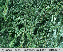 Picea orientalis