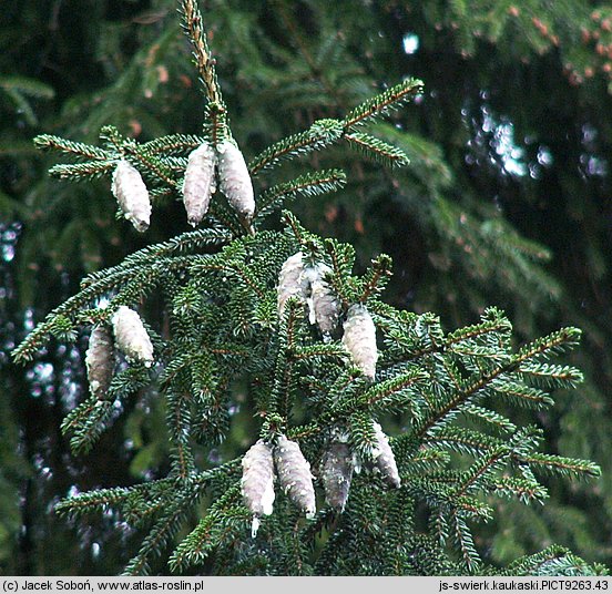 Picea orientalis