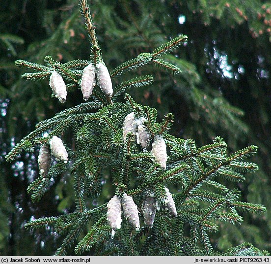 Picea orientalis