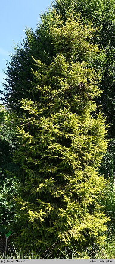 Picea orientalis Skylands