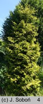 Picea orientalis Skylands