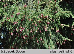 Picea orientalis (świerk kaukaski)