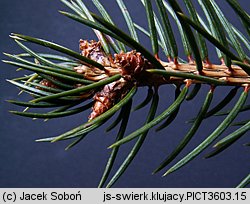 Picea pungens