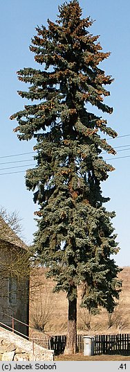 Picea pungens