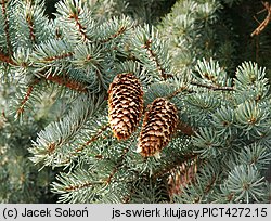 Picea pungens