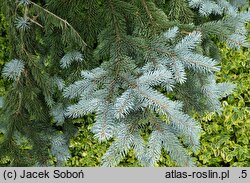 Picea pungens Hoopsii