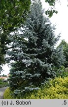 Picea pungens Hoopsii