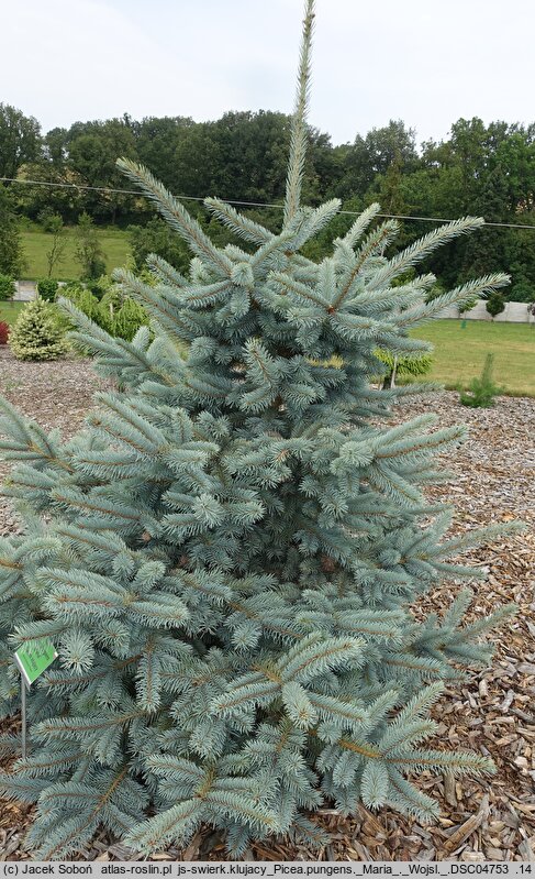 Picea pungens Maria