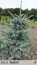 Picea pungens Maria