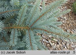 Picea pungens Maria