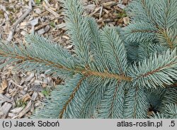 Picea pungens Maria