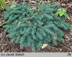 Picea pungens Sonia