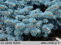 Picea pungens Thuem