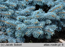 Picea pungens Thuem