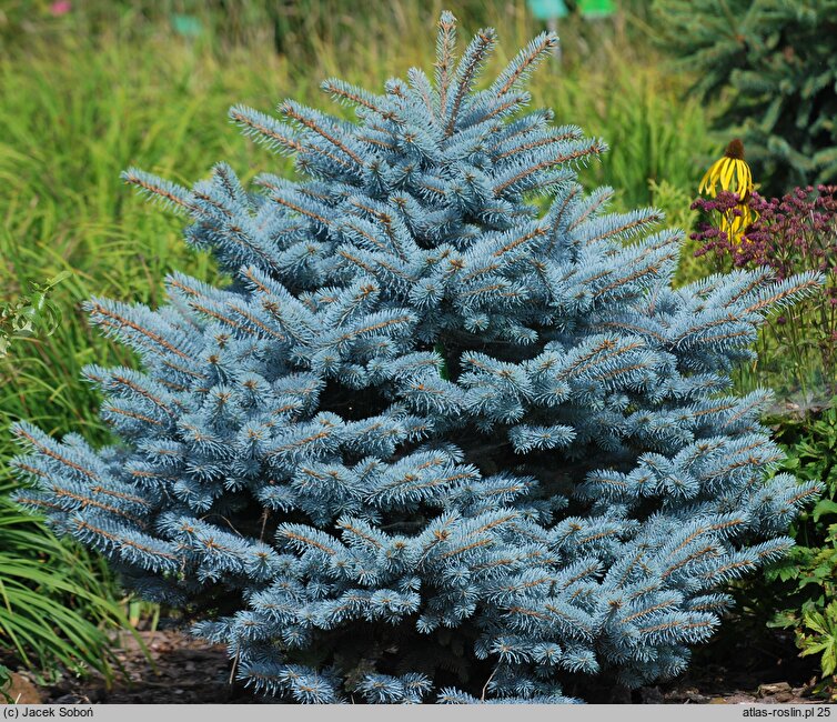 Picea pungens Thuem