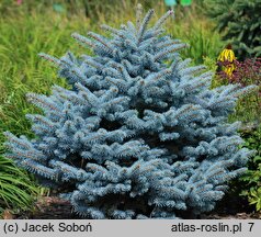 Picea pungens Thuem