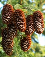 Picea abies (świerk pospolity)