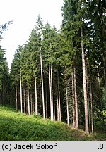 Picea abies (świerk pospolity)