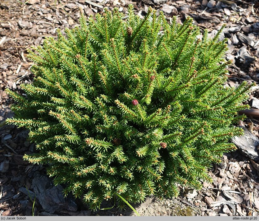 Picea abies Wild Strawberry