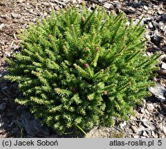 Picea abies Wild Strawberry