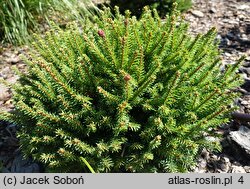 Picea abies Wild Strawberry