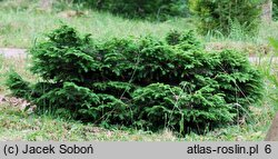 Picea abies Formanek