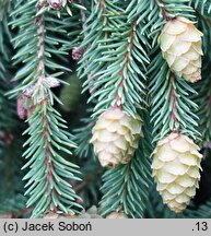 Picea abies Pusch