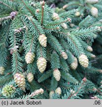 Picea abies Pusch