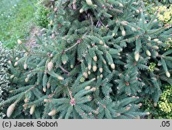 Picea abies Pusch