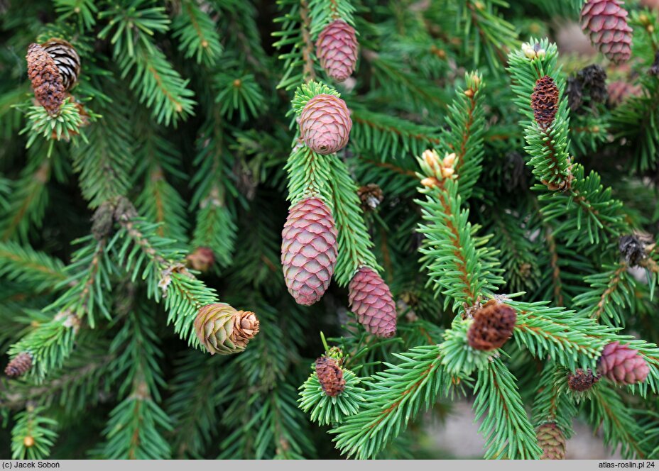 Picea abies Pusch