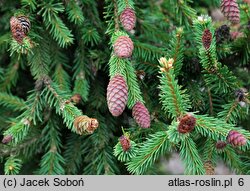 Picea abies Pusch