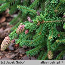 Picea abies Pusch