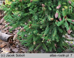 Picea abies Pusch