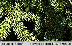 Picea omorika (świerk serbski)