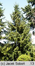 Picea omorika (świerk serbski)