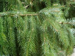 Picea omorika (świerk serbski)