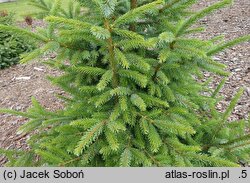 Picea omorika Danuta