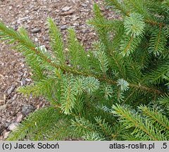 Picea omorika Danuta