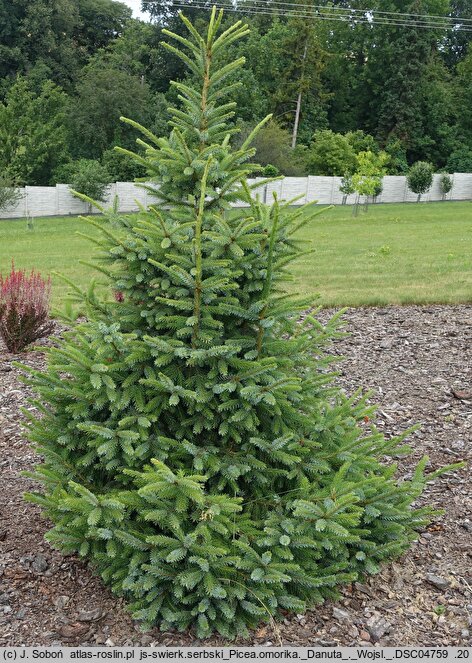 Picea omorika Danuta