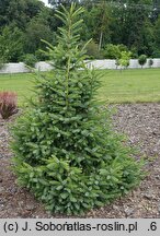 Picea omorika Danuta