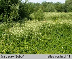 Chaerophyllum bulbosum (świerząbek bulwiasty)