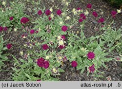 Knautia macedonica Thunder and Lightning
