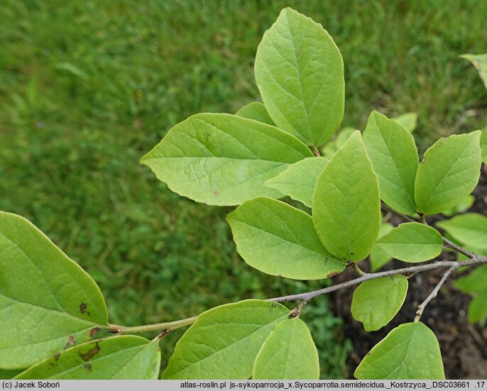 ×Sycoparrotia semidecidua (sykoparrocja)